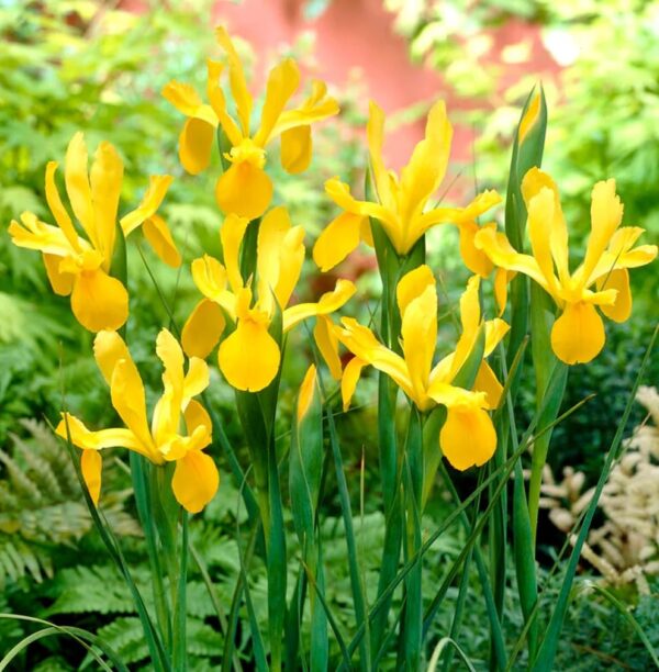 VotanikiI Dutch Iris Golden Beauty - Vibrant Yellow Spring Blooms | Ideal for Borders, Containers, & Cut Flowers - Dutch Iris Bulbs for Planting, Easy to Grow Perennials