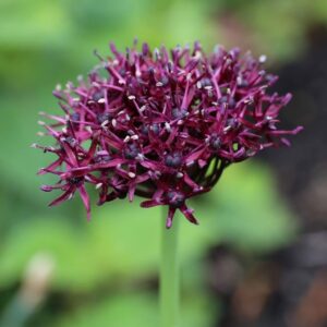 Votaniki Allium Atropurpureum Bulbs - Hardy Perennial, Deep Purple Red Flowers, Allium 'Atropurpureum' (Ornamental Onion) | Blooms Late Spring to Early Summer - Easy to Grow