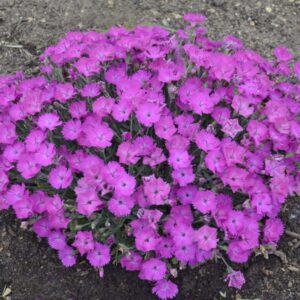 VotanikiI Dianthus ‘Paint The Town Fuchsia’ (Pink) - 3 Inch Root Young Plant Ready for Planting | Fragrant Blooms, Hardy Perennial for Gardeners | Easy to Grow