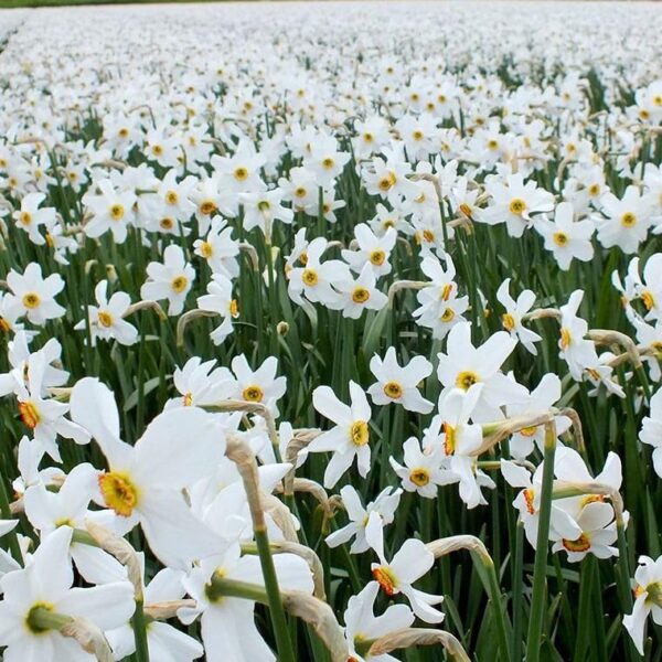 Votaniki Narcissus Pheasant's Eye - Fragrant Blooms, Narcissus (Poeticus VAR. Recurvus) Daffodil Bulbs | Spring Blooming Perennial - Easy to Grow