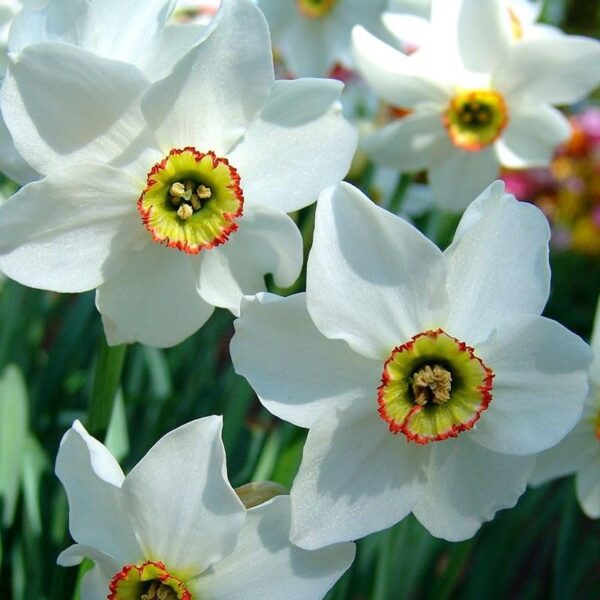 Votaniki Narcissus Pheasant's Eye - Fragrant Blooms, Narcissus (Poeticus VAR. Recurvus) Daffodil Bulbs | Spring Blooming Perennial - Easy to Grow