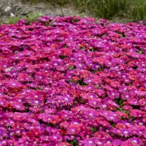 VotanikiI Delosperma Granita Raspberry (Hardy Ice Plant) - 3 Inch Root Young Plant Ready for Planting | Stunning Groundcover for Year Round Appeal | Easy to Grow