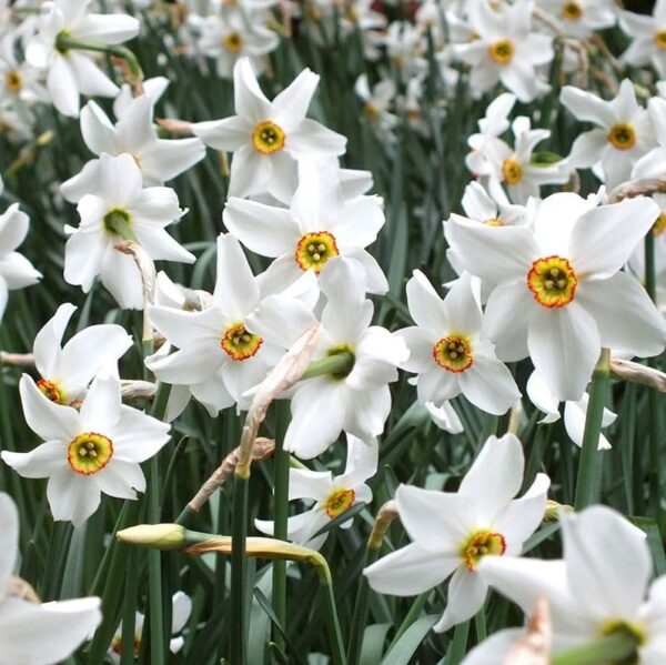 Votaniki Narcissus Pheasant's Eye - Fragrant Blooms, Narcissus (Poeticus VAR. Recurvus) Daffodil Bulbs | Spring Blooming Perennial - Easy to Grow