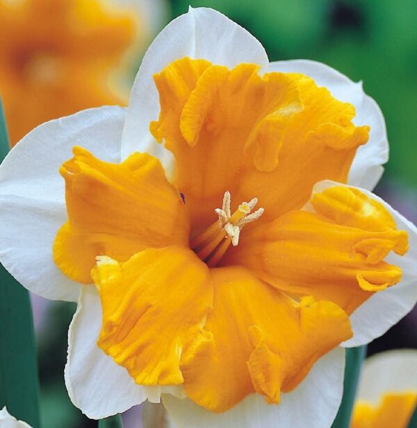 VotanikiI Orangerie Daffodil Bulbs - Hardy Perennials with Showy Flowers | Fragrant Blooms, Narcissus ‘Orangery’ (Split-Corona Daffodil) for Spring Beauty, Easy to Grow