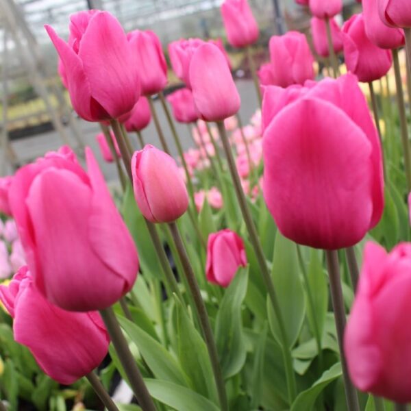 Votaniki Don Quichotte Tulip Bulbs - Long Lasting Blooms, Tulipa ‘Don Quichotte’ (Triumph Tulip) | Spring Blooming Perennial - Good for Indoor Forcing, Easy to Grow