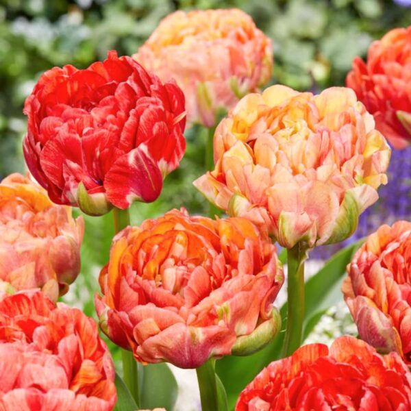 Votaniki Gudoshnik Tulip Bulbs - Huge & Long Lasting Blooms, Tulipa ‘Gudoshnik Double’ (Double Late Tulip) | Stunning Late Blooming Spring Perennial - Easy to Grow