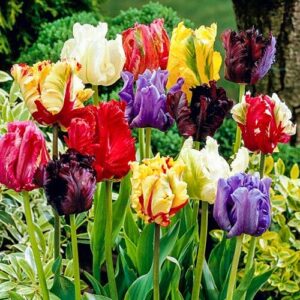 Votaniki Parrot Tulip Mix Bulbs - Long Lasting Blooms, Mix Tulip (Tulipa 'Apricot Parrot', 'Blue Parrot', 'Estella Rijnveld', 'Rococo', 'Texas Gold') | Spring Perennial - Easy to Grow