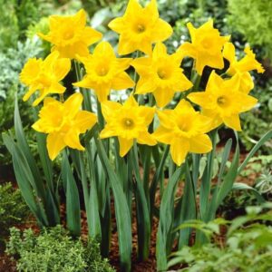 Votaniki Unsurpassable Daffodil Bulbs - Perennials, Long Lasting Blooms, Narcissus ‘Unsurpassable’ (Trumpet Daffodil) | Spring Flower Bulbs for Plant, Easy to Grow