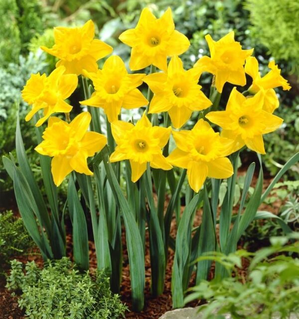 Votaniki Unsurpassable Daffodil Bulbs - Perennials, Long Lasting Blooms, Narcissus ‘Unsurpassable’ (Trumpet Daffodil) | Spring Flower Bulbs for Plant, Easy to Grow