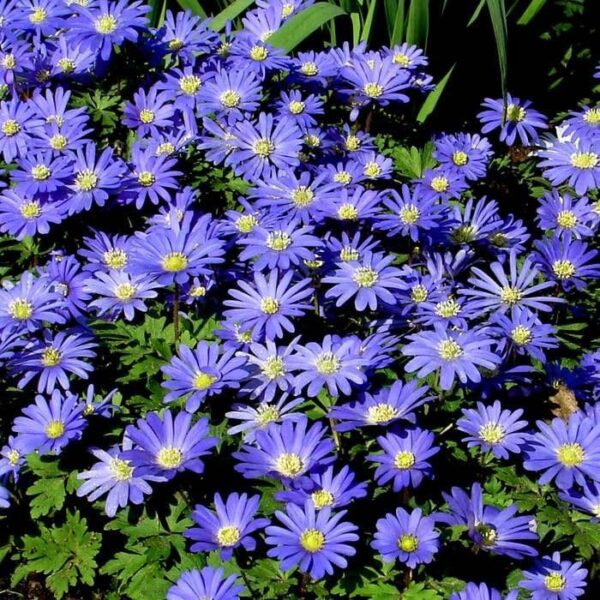 Votaniki Anemone Blanda Blue Shades Bulbs - Vibrant Blue Flowers with Fern Like Foliage, Anemone Blanda ‘Blue Shades’ (Grecian Windflower) | Spring Blooming Perennial - Easy to Grow