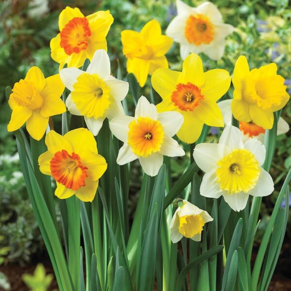 VotanikiI Daffodil Trumpet and Cupped Mix Bulbs - Long Lasting Blooms & Hardy Perennials for Spring | Mix Daffodil for Stunning Gardens - Easy to Grow