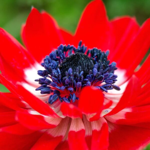 Votaniki Anemone Coronaria Double Governor Bulbs - Long Lasting & Vibrant Red Blooms | Perfect for Spring Gardens, Easy to Grow Hardy Perennial