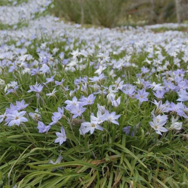 Votaniki Starflower Ipheion Uniflorum Bulbs - Spectacular Fragrant Blooms, Ipheion Bulbs for Planting | Spring Blooming Perennial Wildflowers - Easy to Grow