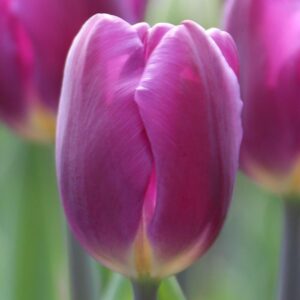 Votaniki Purple Flag Tulip Bulbs - Long Lasting Blooms, Tulipa ‘Purple Flag’ (Triumph Tulip) | Spring Blooming Perennial - Easy to Grow