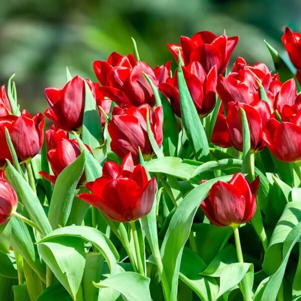 Votaniki Pallada Tulip Bulbs - Hardy Perennial, Pallada Triumph Tulip Bulbs for Planting | Mid Spring Blooming Tulip - Easy to Grow & Low Maintenance