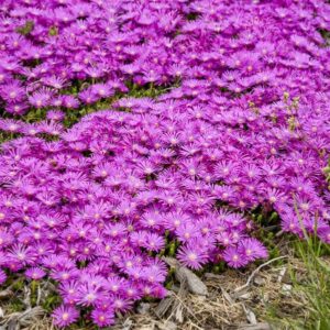 VotanikiI Delosperma 'Orchid Flash' (Hardy Ice Plant) - 3 Inch Root Young Plant Ready for Planting | Stunning Groundcover with Colorful Flowers, Hardy Perennial | Easy to Grow