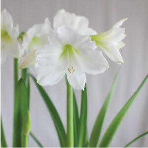 VotanikiI Amaryllis Peruvian 'Denver' Bulbs Ready to Bloom - Large & Long Lasting Blooms | Spectacular White Flower for Indoor & Outdoor Gardens - Easy to Grow Hardy Perennial