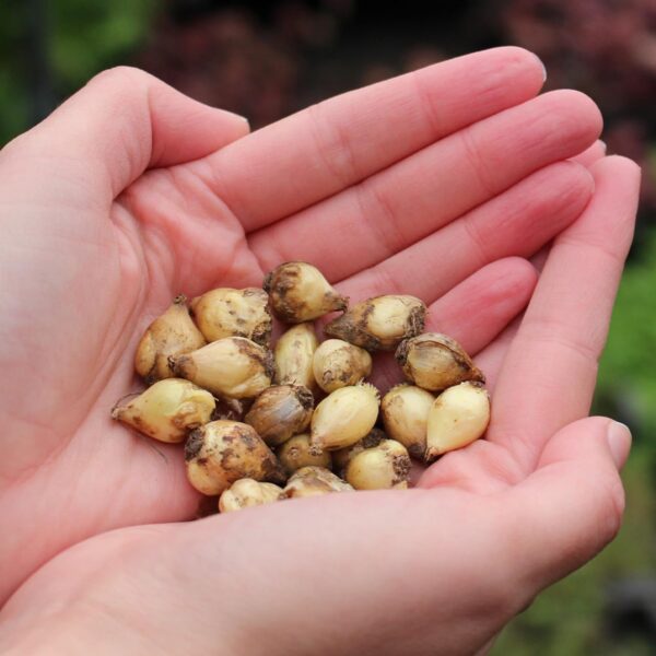 Votaniki Chionodoxa Blue Giant Bulbs - Perfect for Gardens & Containers, Chionodoxa Forbesii ‘Blue Giant’ (Glory of The Snow) | Spring Blooming Perennial - Easy to Grow