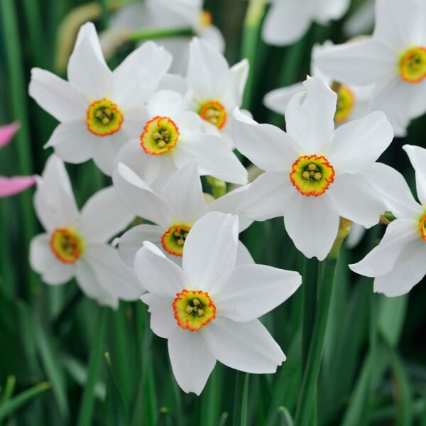 Votaniki Narcissus Pheasant's Eye - Fragrant Blooms, Narcissus (Poeticus VAR. Recurvus) Daffodil Bulbs | Spring Blooming Perennial - Easy to Grow