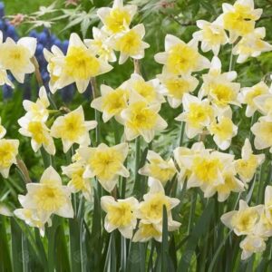 VotanikiI Narcissus Prom Dance Bulbs - Hardy Perennials with Showy Double Flowers | Fragrant Daffodils 'Prom Dance' (Split-Corona Daffodil) for Spring Beauty, Easy to Grow