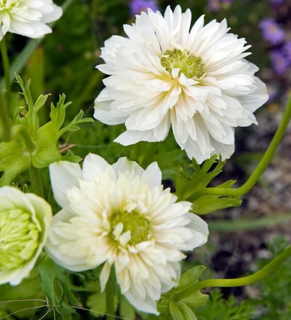 VotanikiI Anemone Coronaria ‘Mount Everest’ Bulbs - White Windflowers for Stunning Spring Displays | Anemone Bulbs for Planting - Easy to Grow Perennial