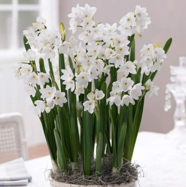 Votaniki Narcissus Paperwhite Grandiflora Bulbs - Fragrant Blooms for Indoors or Garden | Spring Blooming Flower Bulbs - Easy to Grow, Hardy Perennial