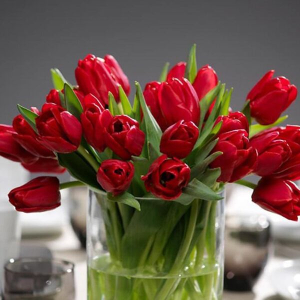 VotanikiI Tulipa ‘ILE de France’ (Triumph Tulip) Bulbs - Long Lasting Red Blooms | Premium Perennials for Stunning Spring Displays - Easy to Grow