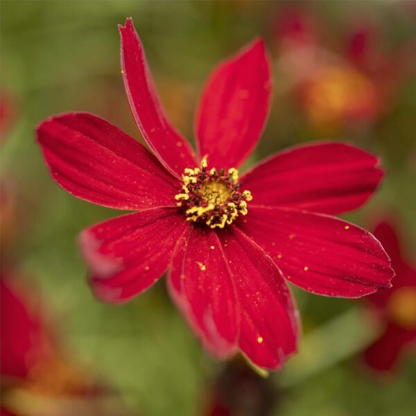 VotanikiI Coreopsis Verticillata 'Hot Paprika' (Threadleaf Coreopsis) – 3 Inch Root Young Plant Ready for Planting | Stunning Red Perennial for Low Maintenance Garden Displays – Easy to Grow