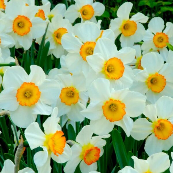 Votaniki Daffodil Flower Record Bulbs - Long Lasting & Fragrant Blooms, Narcissus ‘Flower Record’ (Large Cupped Daffodil) | Spring Blooming Perennial - Easy to Grow