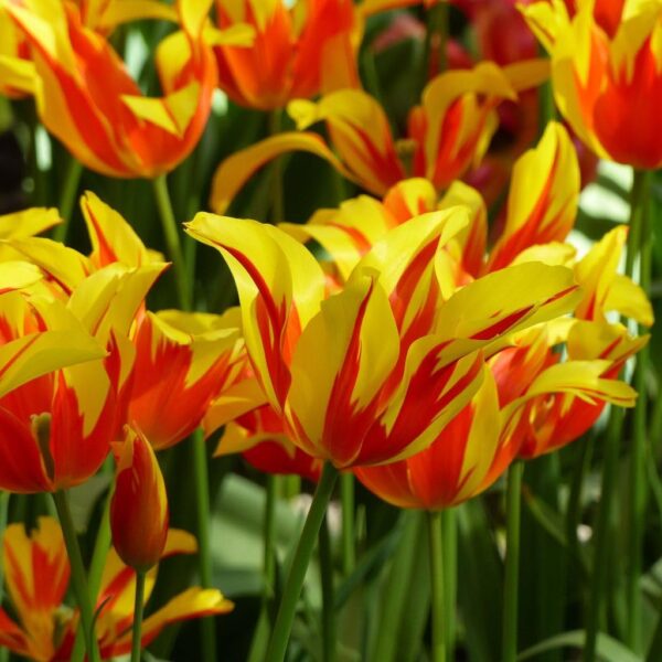 Votaniki Fire Wings Tulip Bulbs - Perennials, Dazzling Red Flowers, Tulipa Lily Flowering 'Fire Wings' | Spring Flowering Bulbs - Easy to Grow