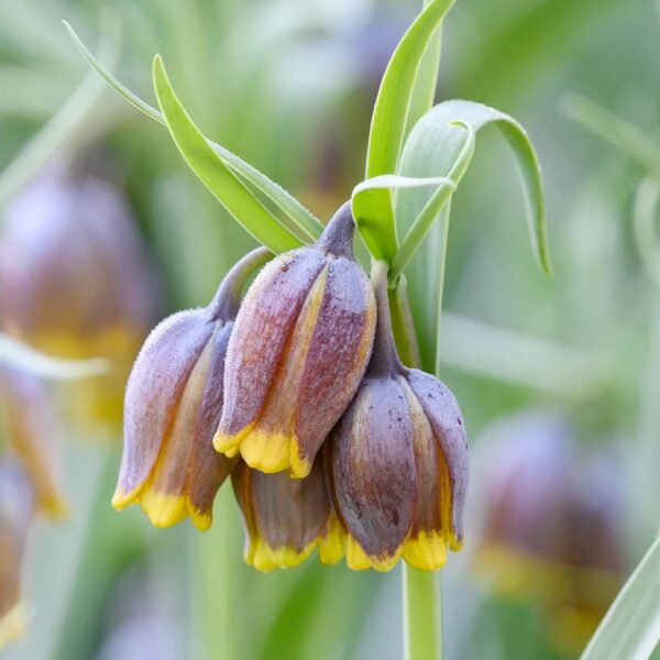 VotanikiI Fritillaria uva-vulpis (Fox’s Grape Fritillary) Bulbs - Hardy & Deer Resistant, Bulbous Perennial | Rare Spring Beauty - Fragrant Flowers, Easy to Grow