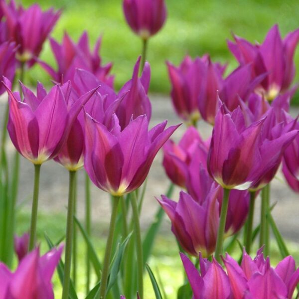 VotanikiI Tulipa ‘Purple Dream’ (Lily-Flowered Tulip) - Long Stemmed Lily Flowered Blooms for Spring Color | Tulip Bulbs for Planting - Easy to Grow Perennial