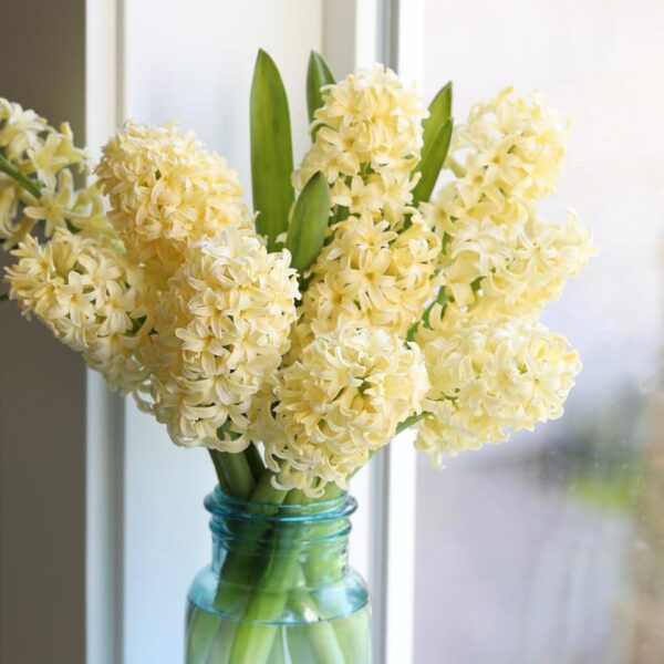 VotanikiI Hyacinthus Orientalis City of Haarlem (Dutch Hyacinth) - Fragrant Spring Blooms in Bright Yellow Shades| Perfect for Spring Gardens - Hyacinth Bulbs for Planting, Easy to Grow