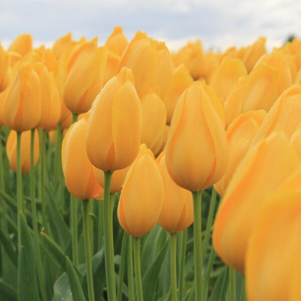 Votaniki Tulip Yellow Pride Bulbs - Large Cheerful Yellow Blooms, Tulipa 'Yellow Pride' ('Zantuyell') | Spring Blooming Perennial - Easy to Grow