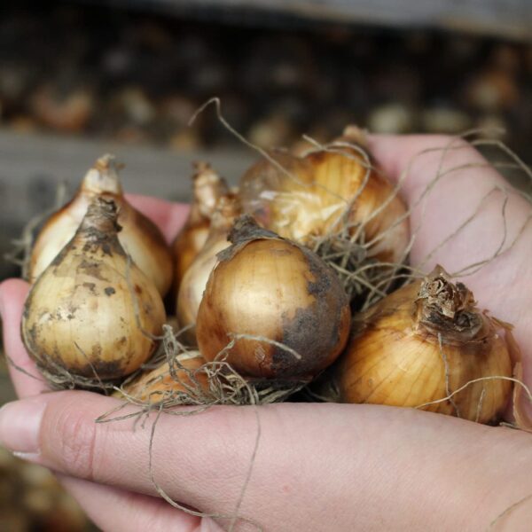 Votaniki Jonquilla Daffodil Kedron Bulbs - Perennial Multi Flowering Daffodil, Narcissus jonquilla 'Kedron' | Perfect for Borders, Container Gardening, Cut Flowers, Naturalizing