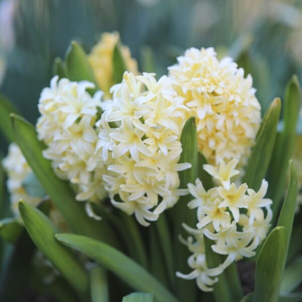 VotanikiI Hyacinthus Orientalis City of Haarlem (Dutch Hyacinth) - Fragrant Spring Blooms in Bright Yellow Shades| Perfect for Spring Gardens - Hyacinth Bulbs for Planting, Easy to Grow