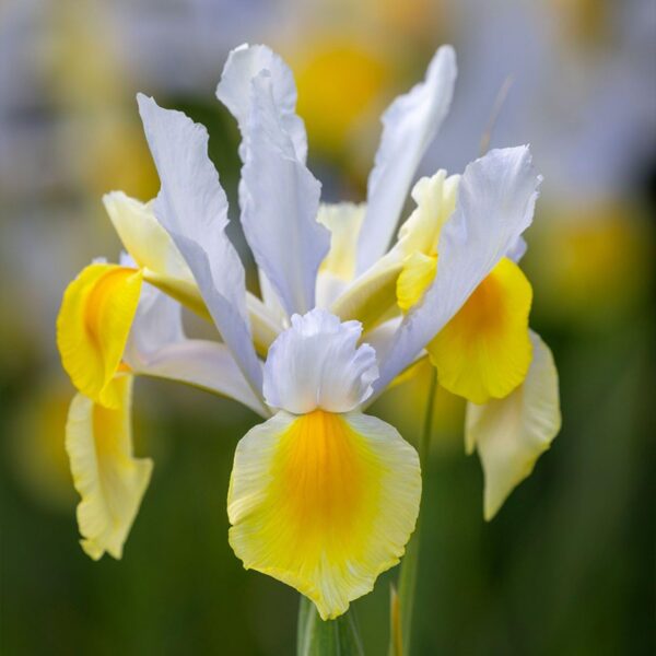 Votaniki Iris hollandica 'Apollo' (Dutch Iris) Bulbs - Hardy Perennial for Spring Blooms | Stunning Yellow & White Flowers, Easy to Grow, Perfect for Cut Flower