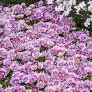 VotanikiI Delosperma 'Pink Radiance' (Hardy Ice Plant) - 3 Inch Root Young Plant Ready for Planting | Vibrant Groundcover Perennial for Stunning Garden Displays – Easy to Grow and Maintain