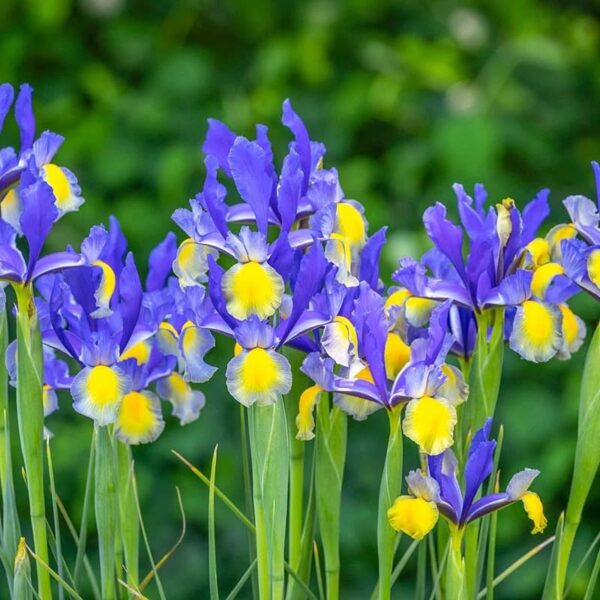 VotanikiI Miss Saigon Dutch Iris - Long Lasting Blooms, Spring & Summer Blooming Perennials | Iris Hollandica 'Miss Saigon' Bulbs for Planting - Easy to Grow