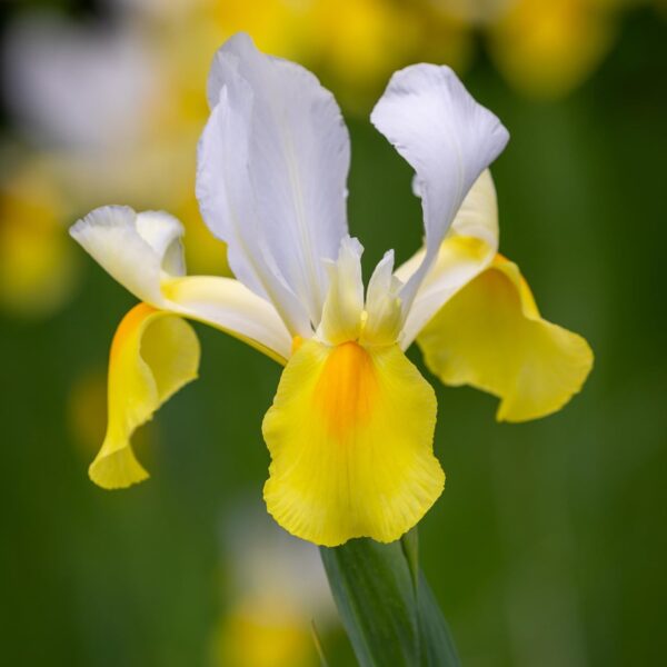 VotanikiI Dutch Iris Symphony - Beautiful, Long Lasting Spring Flowers for Gardens | Hardy Perennials, Dutch Iris Bulbs for Planting - Easy to Grow