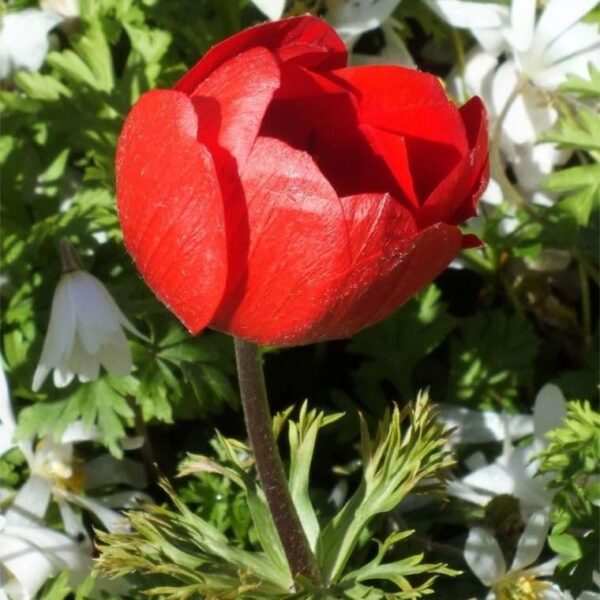 Votaniki Anemone Giant His Excellency (Windflowers) - Hardy Perennial & Attracts Pollinators, Striking Red Anemone Bulbs for Planting | Spring Flower Bulbs - Easy to Grow