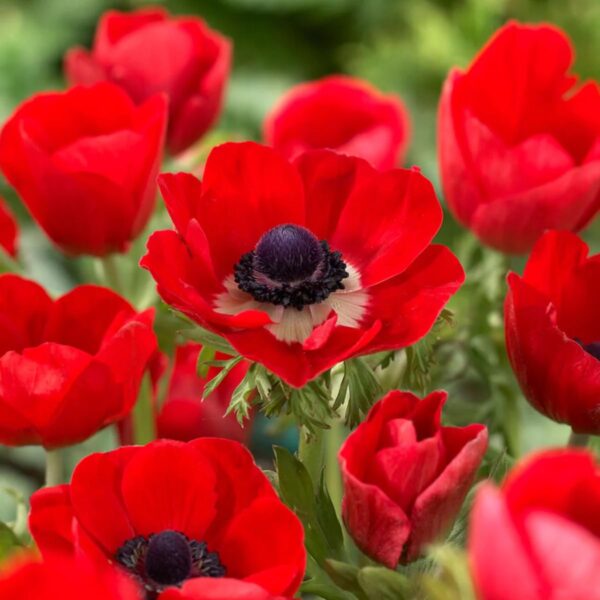 Votaniki Anemone Giant His Excellency (Windflowers) - Hardy Perennial & Attracts Pollinators, Striking Red Anemone Bulbs for Planting | Spring Flower Bulbs - Easy to Grow