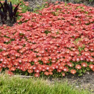 VotanikiI Delosperma 'Dancing Embers' (Hardy Ice Plant) - 3 Inch Root Young Plant Ready for Planting | Stunning Groundcover Flower, Perennial for Stunning Garden Displays - Easy to Grow