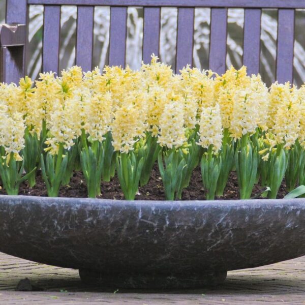 VotanikiI Hyacinthus Orientalis City of Haarlem (Dutch Hyacinth) - Fragrant Spring Blooms in Bright Yellow Shades| Perfect for Spring Gardens - Hyacinth Bulbs for Planting, Easy to Grow