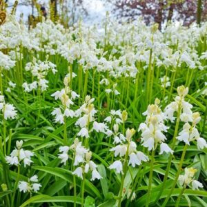 VotanikiI White Wood Hyacinth Bulbs - Long Lasting Spring Blooms, Hyacinthoides Hispanica ‘White City’ (Spanish Bluebells) | Easy to Grow Perennials for Stunning Gardens