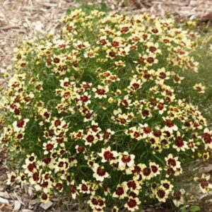 VotanikiI Coreopsis verticillata 'Creamy Calico' (Threadleaf Coreopsis) - 3 Inch Root Young Plant Ready for Planting | Long Blooming Perennial Plant for Sunny Borders, Easy to Grow