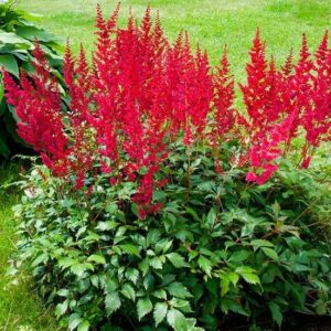 Votaniki Astilbe Arendsii ‘Spinell’ - Vibrant Red Flowers, Astilbe Bare Root for Planting | Summer Blooming Shade Loving Perennial - Easy to Grow