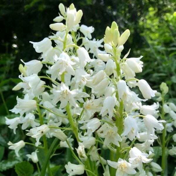 VotanikiI White Wood Hyacinth Bulbs - Long Lasting Spring Blooms, Hyacinthoides Hispanica ‘White City’ (Spanish Bluebells) | Easy to Grow Perennials for Stunning Gardens