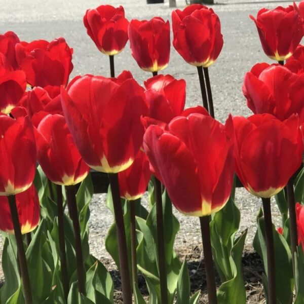 Votaniki Tulip Fostery King Bulbs - Red and Golden Yellow Tulip Flowers for Stunning Spring Gardens | Easy to Grow, Beautiful Perennial