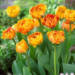 Votaniki Sunlover Double Tulip Bulbs - Spectacular Blooms, Colour Changing Double Tulip 'Sunlover' | Spring Blooming Perennial - Easy to Grow